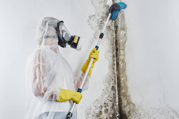 Best Black Mold Removal  in Clinton, NY