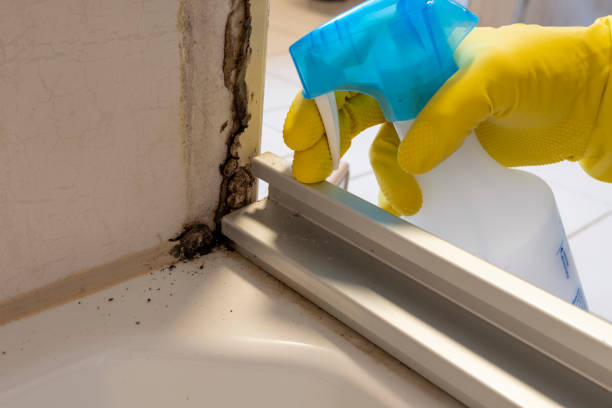 Best Mold Testing  in Clinton, NY