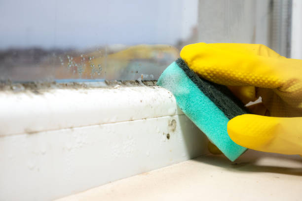 Best Toxic Mold Removal  in Clinton, NY