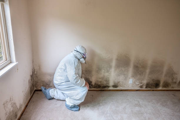 Best Mold Damage Repair  in Clinton, NY