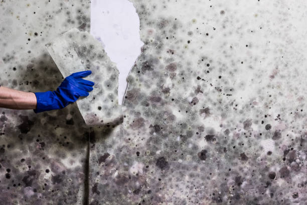 Best Mold Cleaning Services  in Clinton, NY