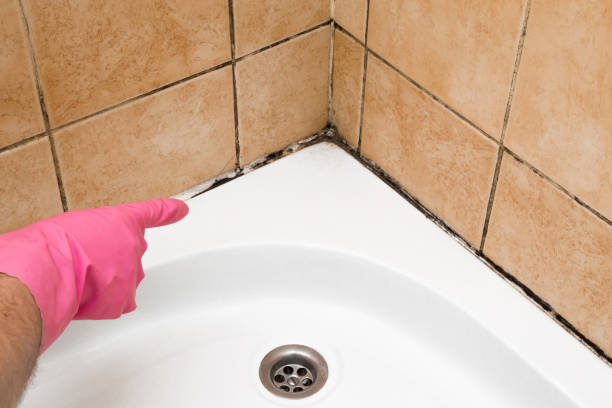 Best Mold Testing  in Clinton, NY